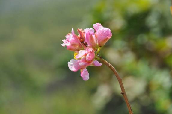 Flôr do cerrado, na Chapada dos Veadeiros, região de Cavalcante - GO